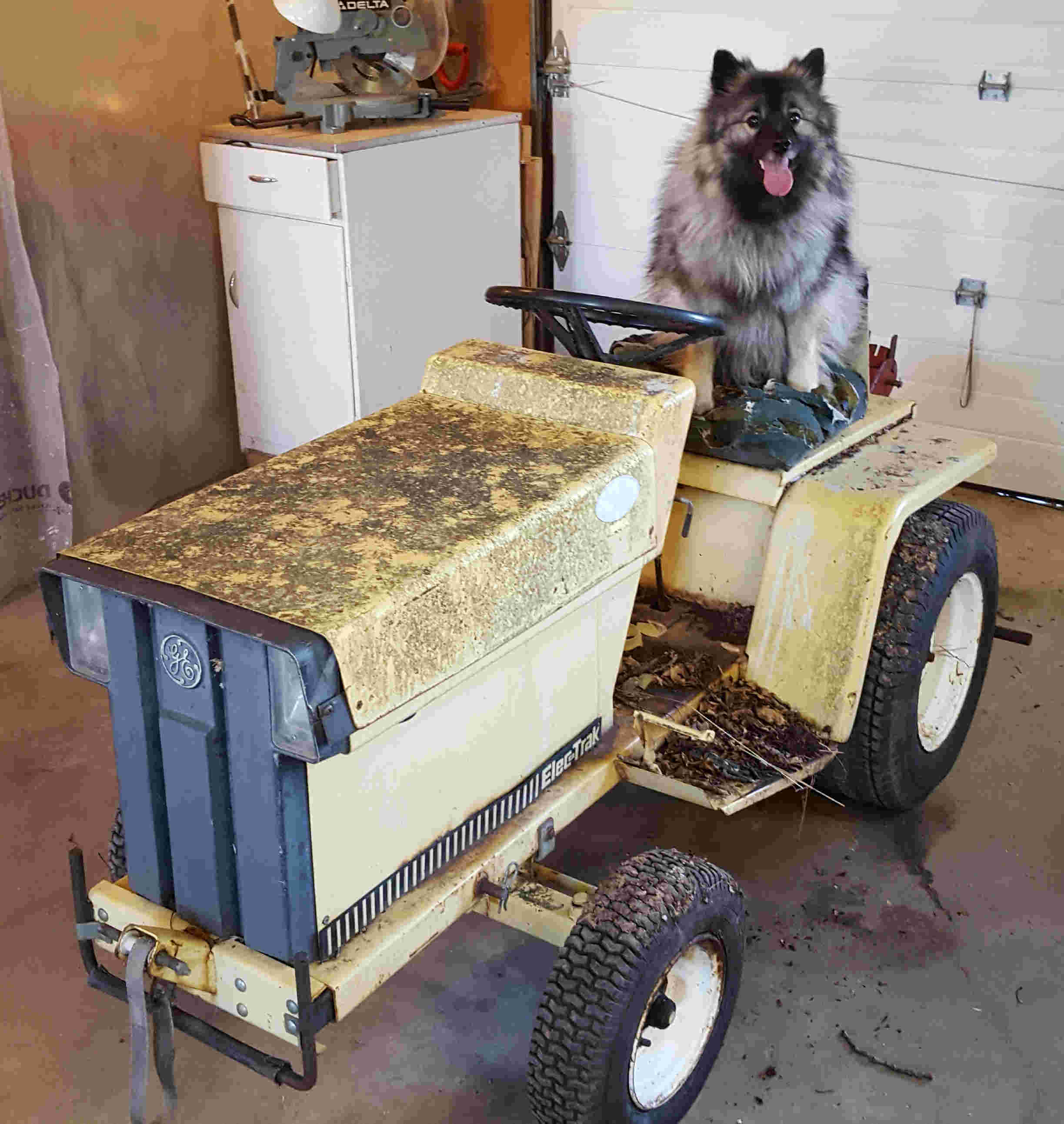 My dog on a tractor.
